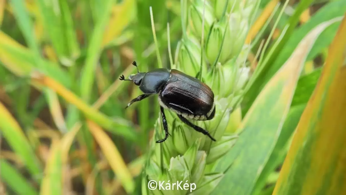Ő is gabonaszipoly!-NapiKép 2023.06.12.
