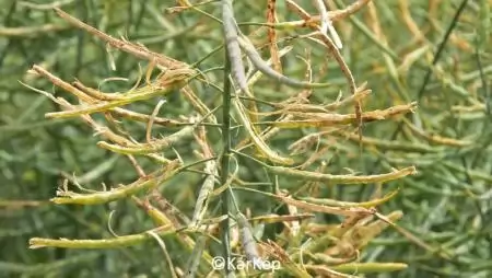 Madárkár a repcebecőkön-NapiKép 2023.06.15.