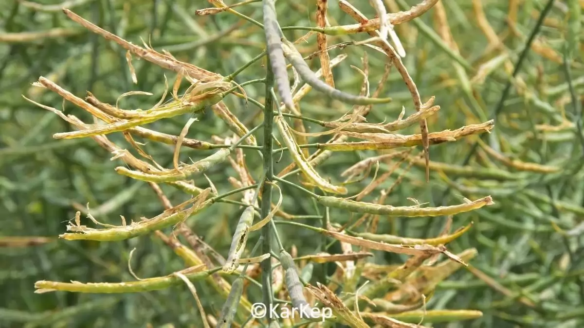 Madárkár a repcebecőkön-NapiKép 2023.06.15.