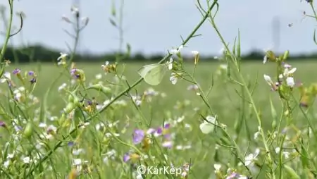 Virágzó olajretek-tábla-NapiKép 2023.06.17.