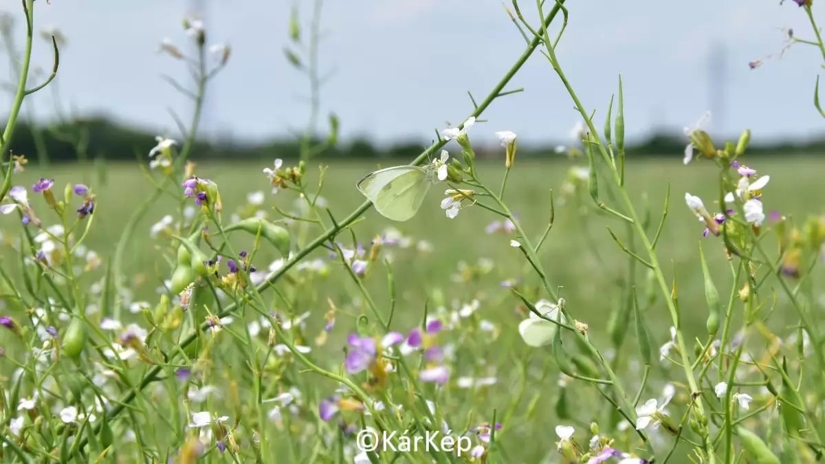Virágzó olajretek-tábla-NapiKép 2023.06.17.