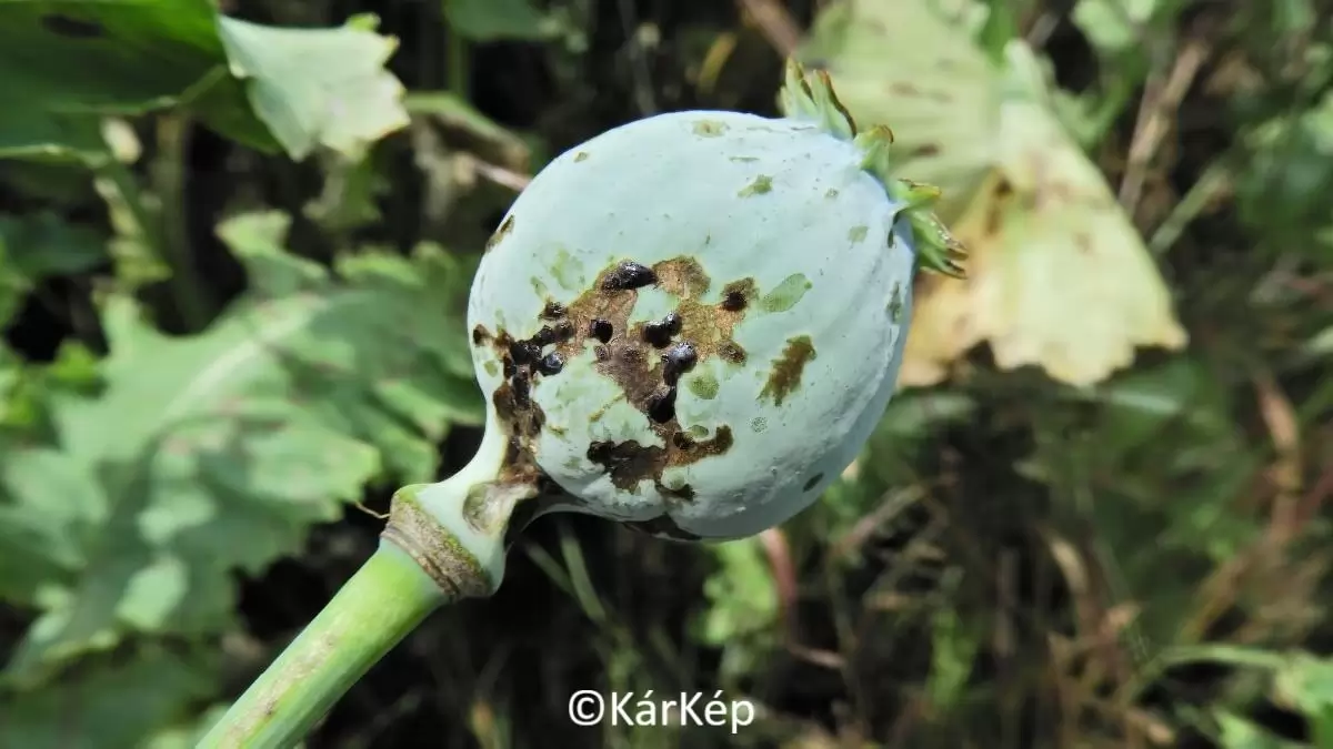 Máktokormányos kártételének nyomai a mákgubón-NapiKép 2023.06.18.