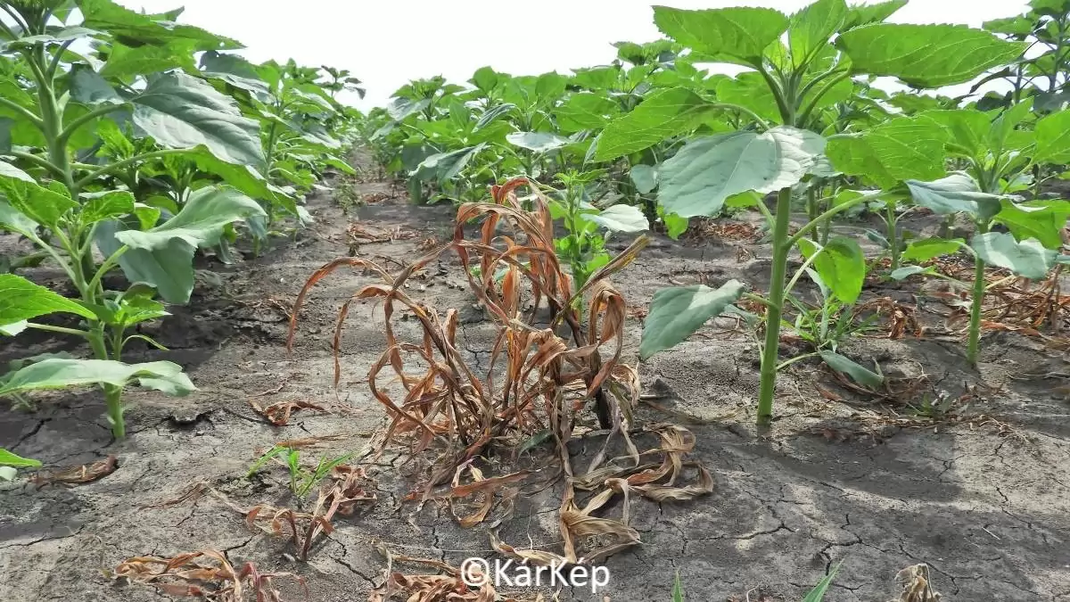 Szelektív egyszikűirtó készítmény hatástünetei évelő fenyércirkon-NapiKép 2023.06.19.