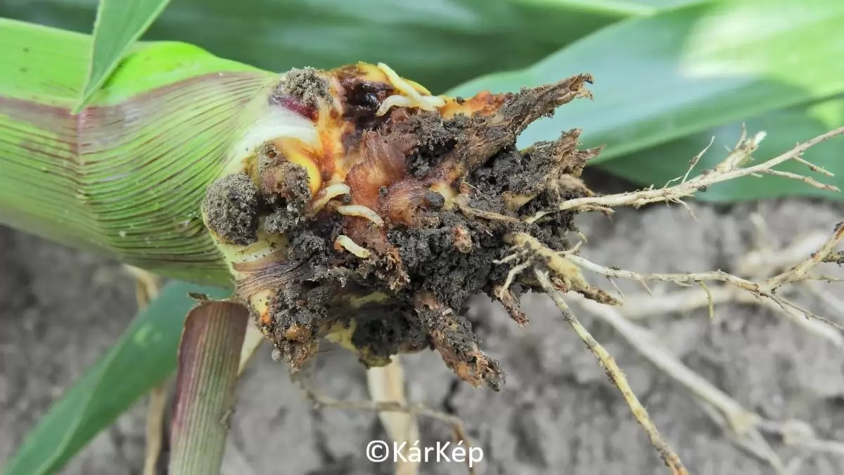 Amerikai kukoricabogár lárvái-NapiKép 2023.06.20.