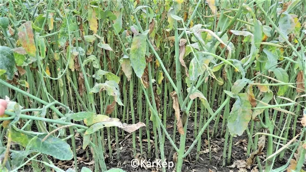 Lisztharmattól fehérlő repceállomány-NapiKép 2023.06.21.