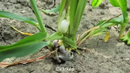 Golyvásüszög korai fertőzése a kukoricaszáron-NapiKép 2023.06.22.