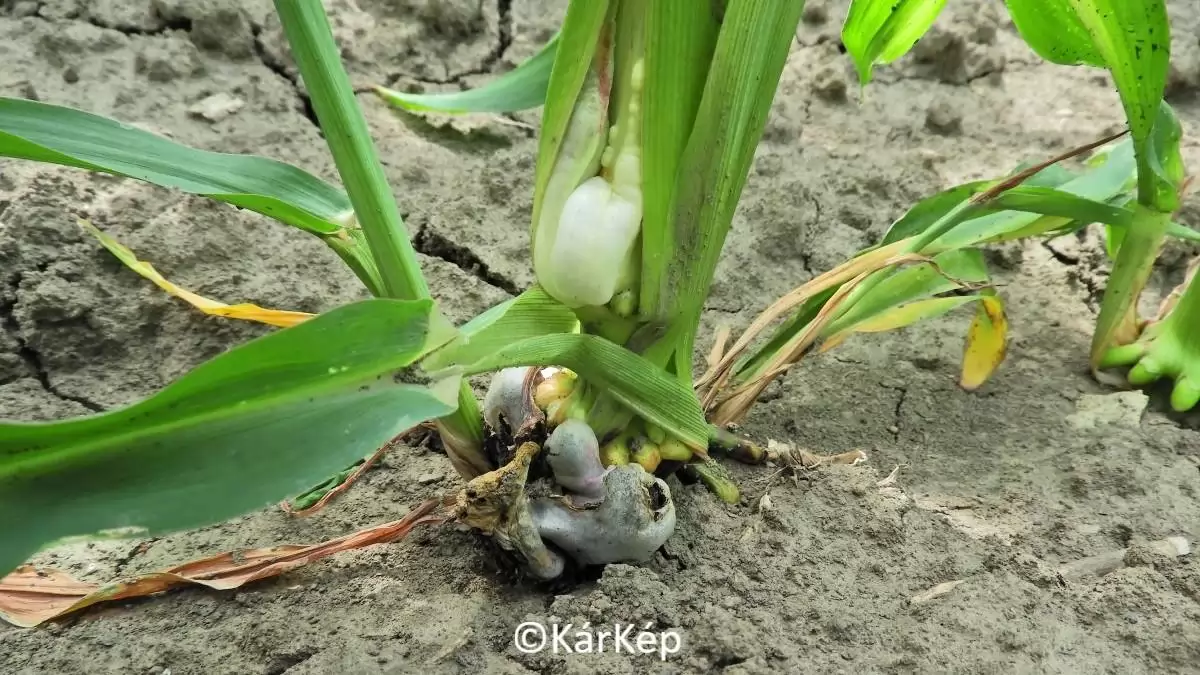 Golyvásüszög korai fertőzése a kukoricaszáron-NapiKép 2023.06.22.