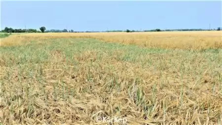 A megdőlt árpaállományokban megjelenő sarjhajtások-NapiKép 2023.06.23.