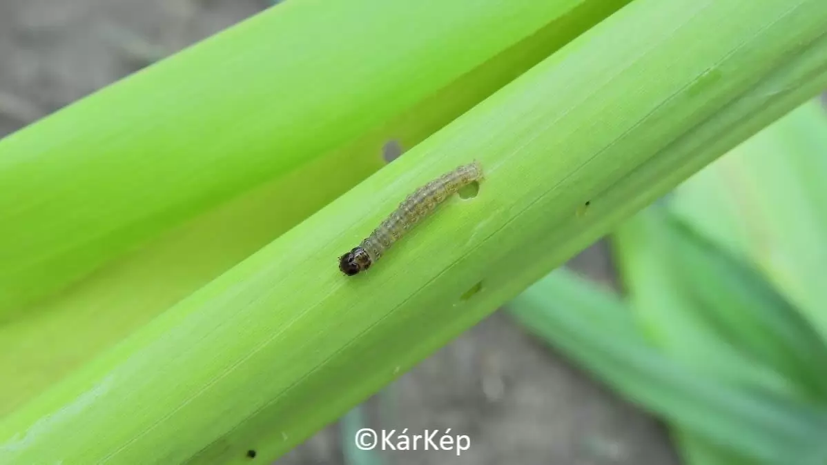 Kukoricamoly lárvája a címert védő levélhüvelyben-NapiKép 2023.06.24.