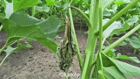 Kórokozó fertőzése miatt elhalt napraforgólevél-NapiKép 2023.06.25.