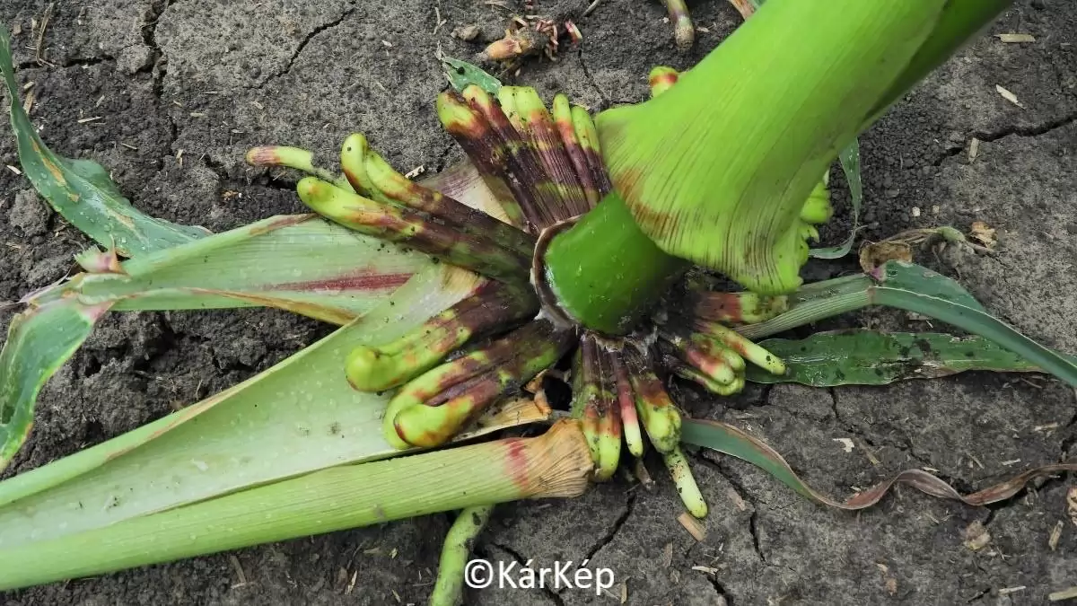 Gyomirtó szer fitotoxikus hatása egy kukoricatövön-NapiKép 2023.06.28.