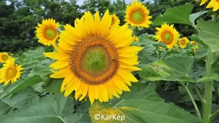 Napraforgó virágzás-NapiKép 2023.06.29.