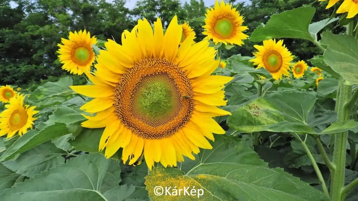 Napraforgó virágzás-NapiKép 2023.06.29.