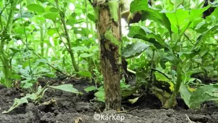 Mezei pockok, vagy mezei egerek által károsított napraforgótő-NapiKép 2023.06.30.
