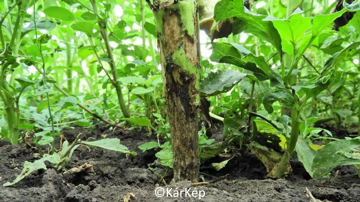 Mezei pockok, vagy mezei egerek által károsított napraforgótő-NapiKép 2023.06.30.