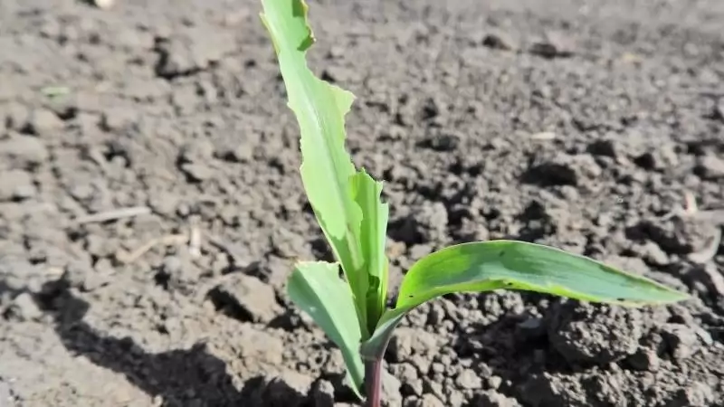 Barkórágott kukorica-NapiKép 2023.05.14.