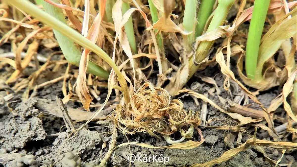 A gabonafutrinka lárvájának, a csócsárlónak a fő kártétele-NapiKép 2023.05.15.