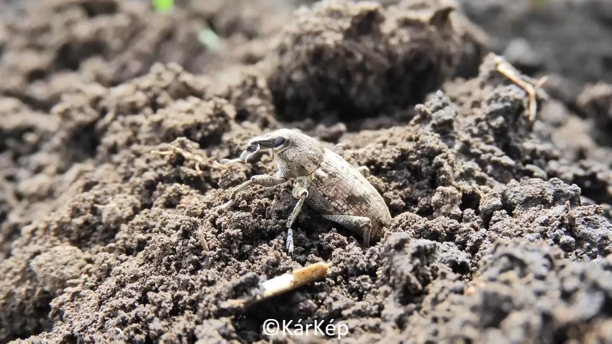 Lisztes répabarkó portréja-NapiKép 2023.05.17.