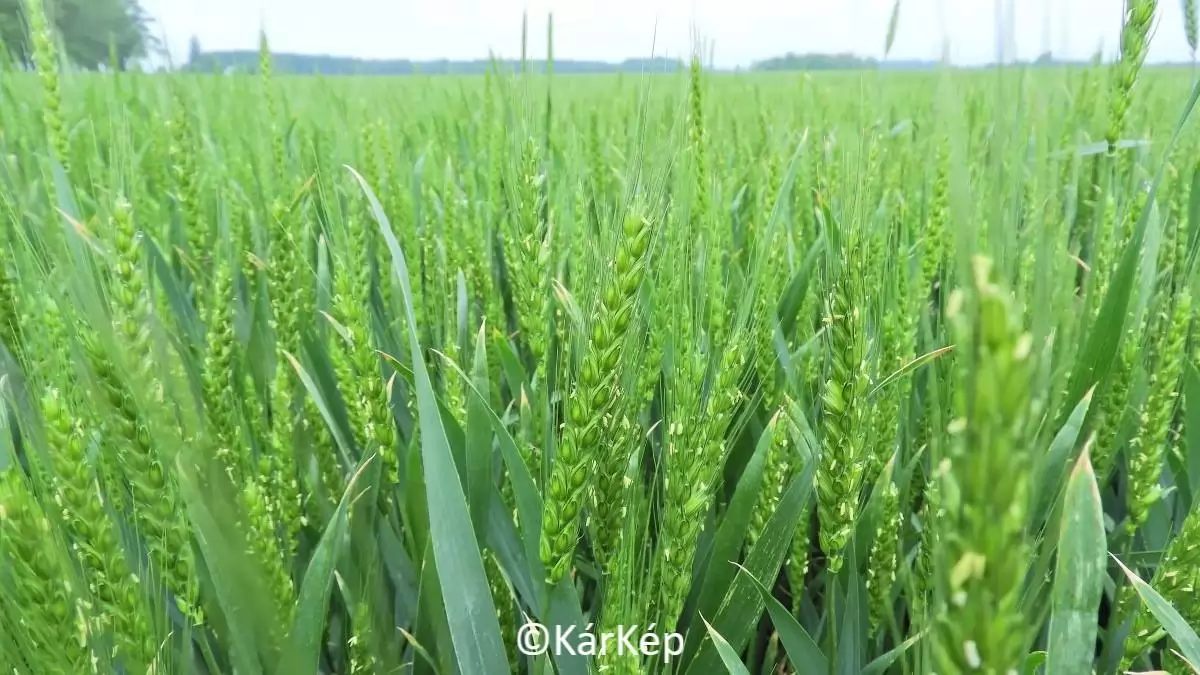 Kint a kalász, kint a portok, az ország nagy részén virágoznak a búzatáblák-NapiKép 2023.05.19.