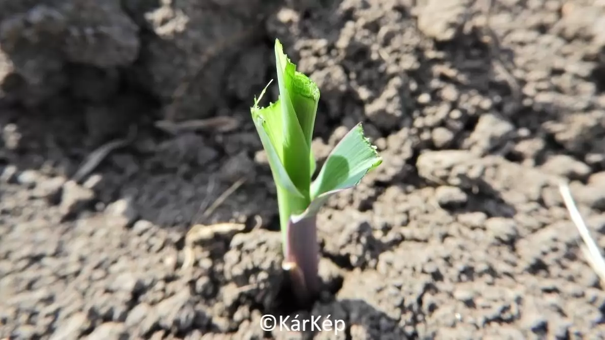 Leharapva! Korai vadkár nem csupán a napraforgón-NapiKép 2023.05.20.