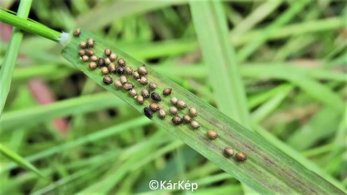 Sörtés tetvek egy gyomnövény, rozsnok levelén-NapiKép 2023.05.21.