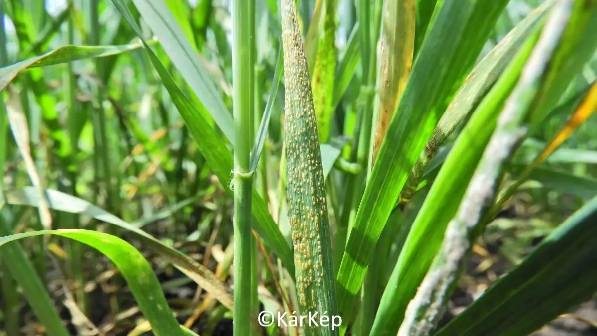 A sárgarozsda a fénymagot sem kíméli-NapiKép 2023.05.23. 