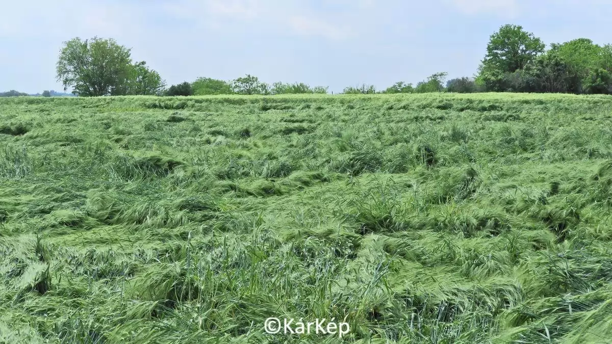 Megérkezett a zivataros időjárás, dőlnek a gabonák!-NapiKép 2023.05.24.
