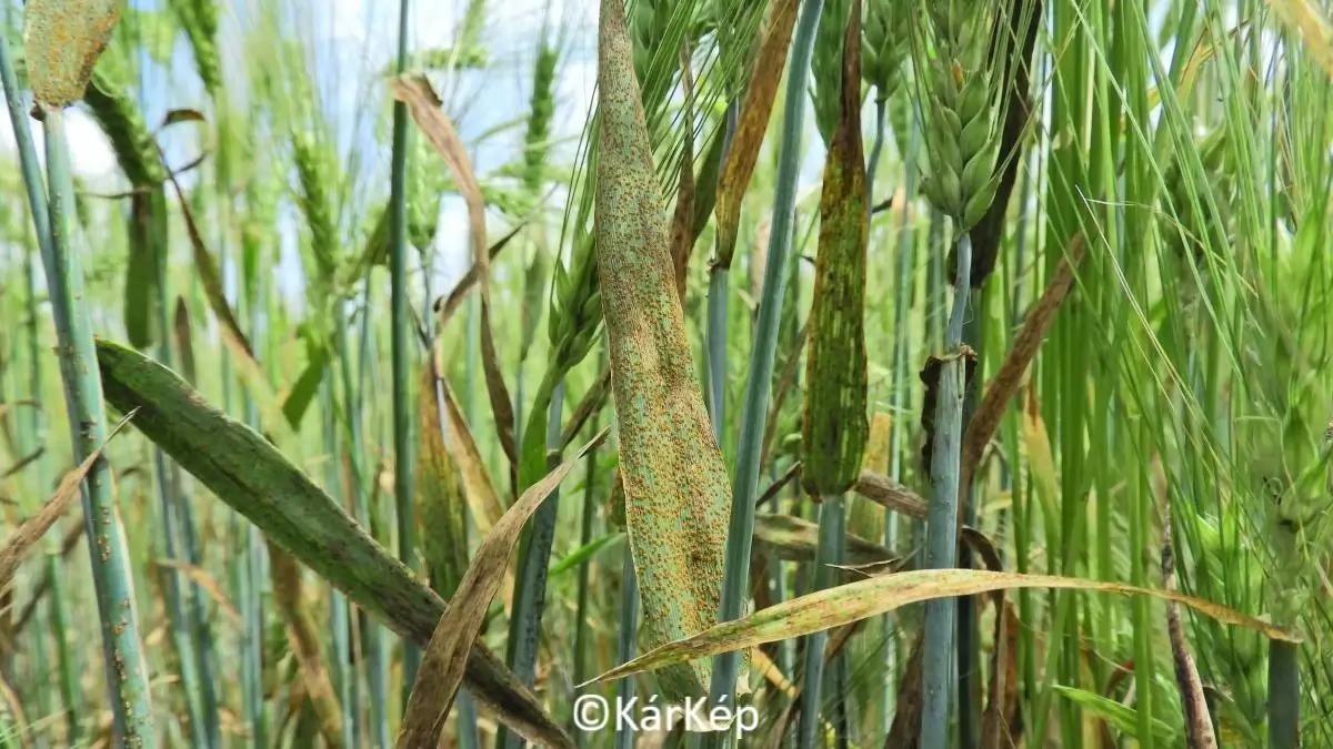 Vörösrozsda erős fertőzésének tünetei őszi árpán-NapiKép 2023.05.26.