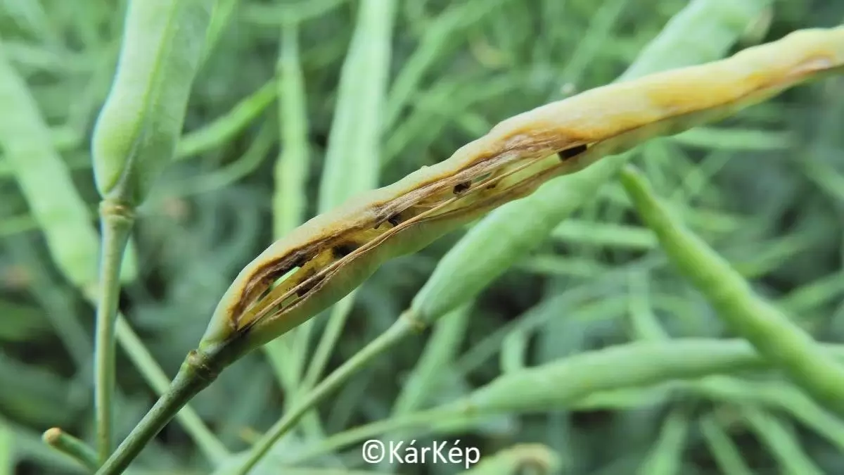 Gombafertőzés miatt felnyíló repcebecő-NapiKép 2023.05.28.