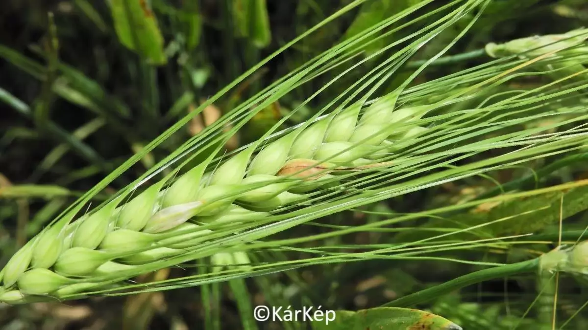 Gyönyörű őszi árpa kalász-NapiKép 2023.05.29.
