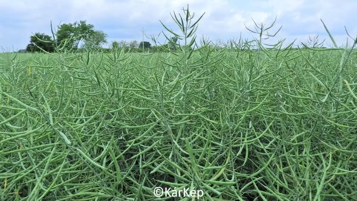 Becőberakódottság az alföldi repcetáblákon-NapiKép 2023.05.30.