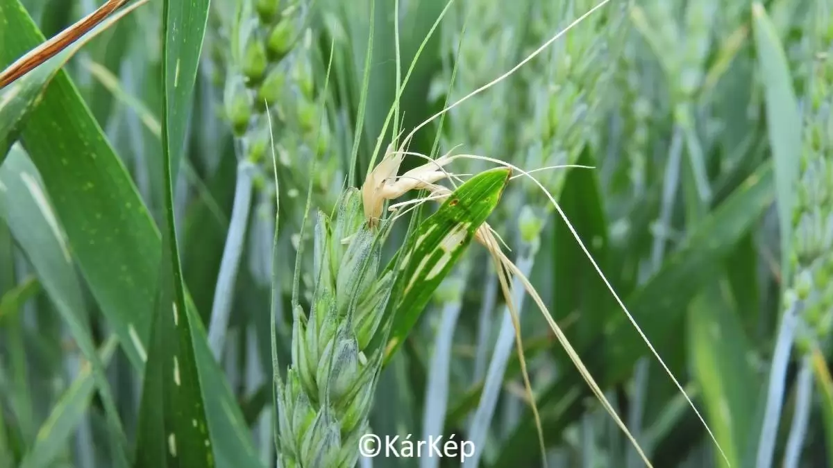  Gabonapoloskák kértételi tünetei-NapiKép 2023.05.31.