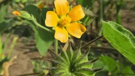 NapiKép 2023.03.06.