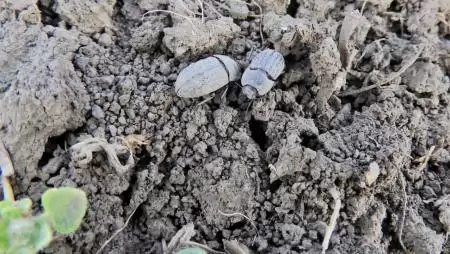 Sároshátú bogár, tényleg kártevő?- NapiKép 2023.03.14. 