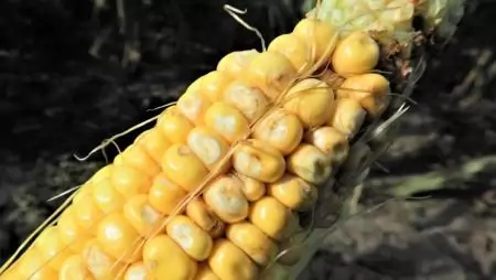 Poloskakártétel  öntözött kukoricaállományban- NapiKép 2023.03.15.