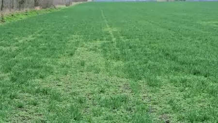 Erős gyomfertőzés, komoly gyomborítás egy búzatáblán- NapiKép 2023.03.16.