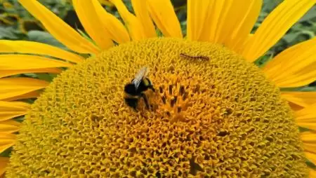 Hasznos és káros egyszerre a napraforgótányéron-NapiKép 2023.03.17.