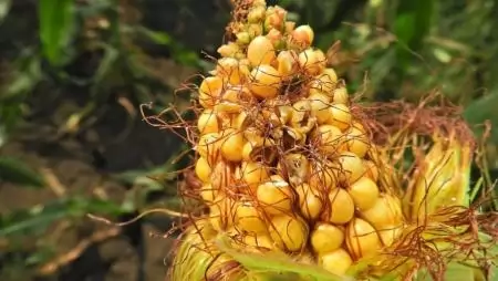 Seregélyek által okozott kártétel a csővégen- NapiKép 2023.03.18.