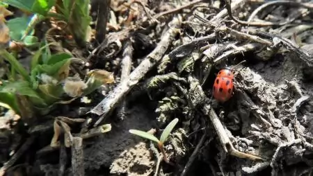 A lucernabogár egyike a korán ébredő kártevőknek -NapiKép 2023.03.21.