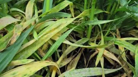 Lisztharmatfertőzés az őszi kalászos állományban- NapiKép 2023.03.22.