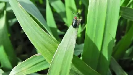 Vetésfehérítő, azaz vörösnyakú árpabogár- NapiKép 2023.03.23.