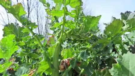 Nagy repceormányos kártételét mutató repcenövény-NapiKép 2023.03.24.