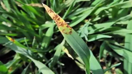 Hálózatos levélfoltosság- NapiKép 2023.03.25.