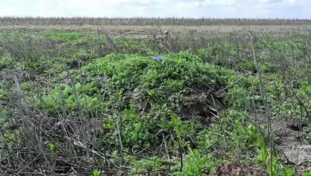 A maga nemében óriásinak tekinthető güzühordás-NapiKép 2023.03.26.