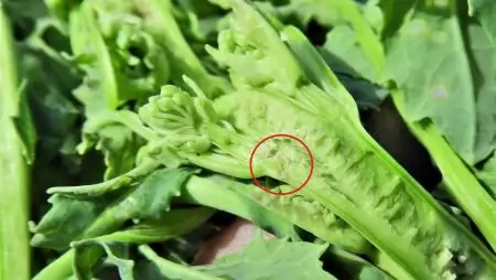 Nagy repceormányos tojása a repce főhajtásában-NapiKép 2023.03.27.