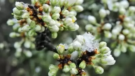 Virágzik a kökény!-NapiKép 2023.03.28.