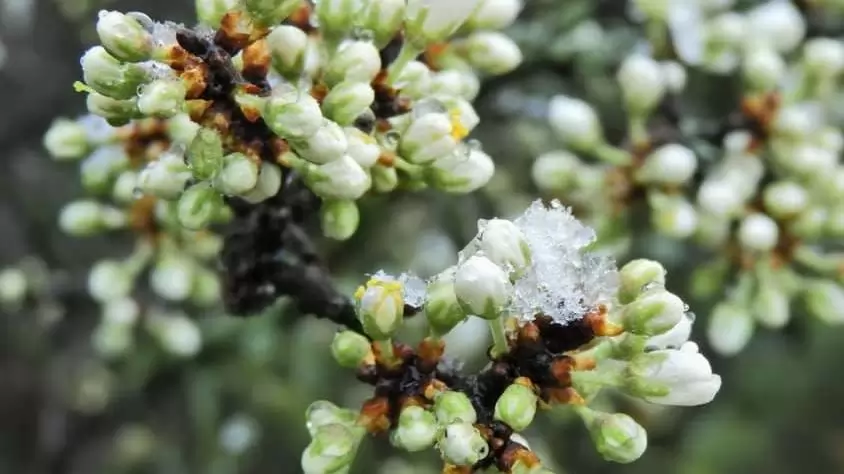 Virágzik a kökény!-NapiKép 2023.03.28.