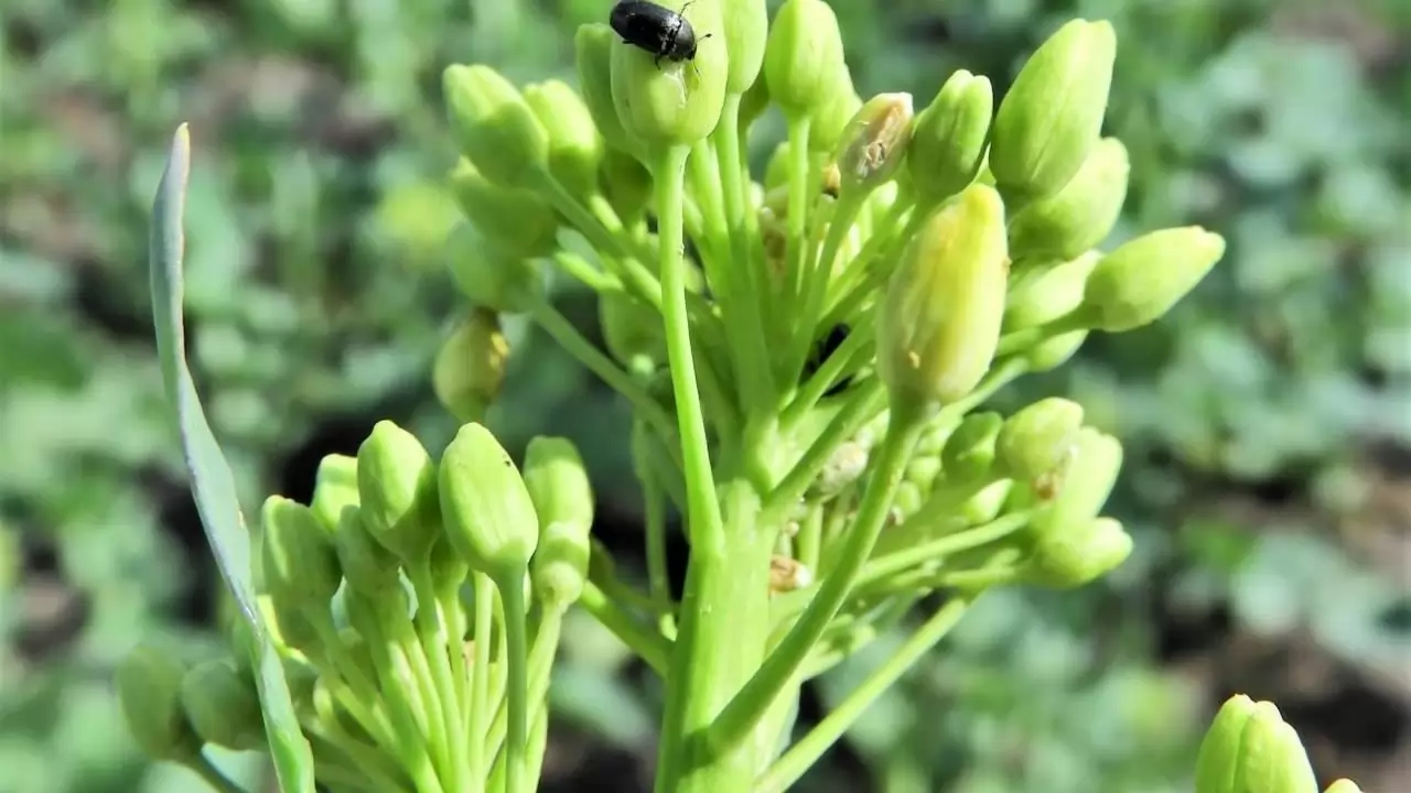 Az első repcefénybogarak egyike, amely a repce virágbimbóján károsít!-NapiKép 2023.03.30.