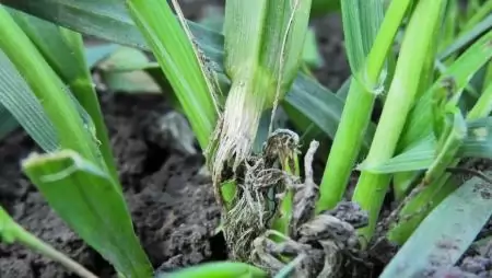 A gabonafutrinka lárvájának levélhüvelyen megmutatkozó kártétele -NapiKép 2023.03.31.