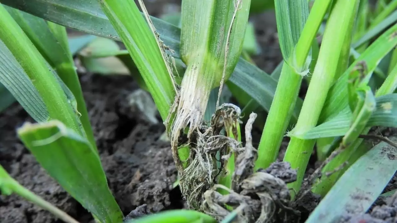 A gabonafutrinka lárvájának levélhüvelyen megmutatkozó kártétele -NapiKép 2023.03.31.